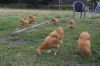 Hons_i_haven_d_15_08_2013-08-8.jpg