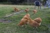 Hons_i_haven_d_15_08_2013-08-9.jpg