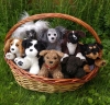 Filnavn=puppybasket.jpg
Filstørrelse=241KiB
Dimensioner=895x893
Dato for tilføjelse=%04 %823, %2017 puppybasket.jpg